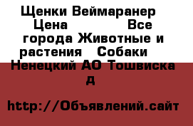 Щенки Веймаранер › Цена ­ 40 000 - Все города Животные и растения » Собаки   . Ненецкий АО,Тошвиска д.